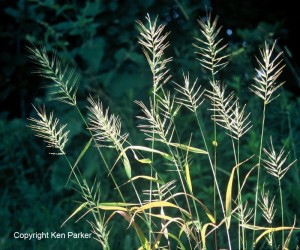 Hystix patula -Eastern Bottlebrush Grass by Ken Parker