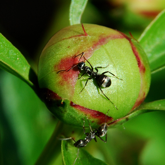 ant on peony by Donna Brok Niagara Falls NY