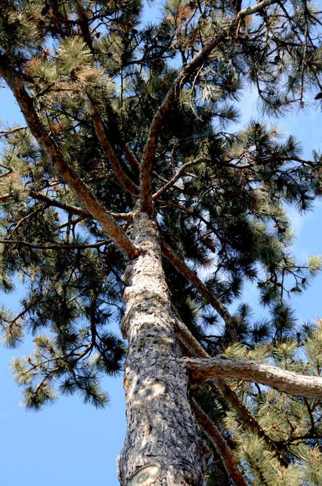 Austrian pine in Western New York by Donna Brok