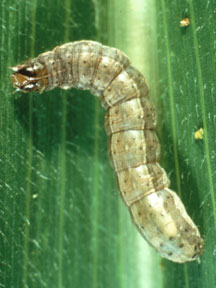 armyworm from USDA