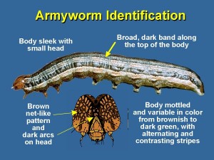 armyworm graphic U Nebraska-Lincoln