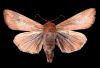 armyworm moth from U of Nebraska