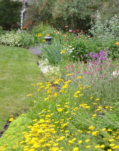 perennial border garden in Parkside area of Buffalo NY