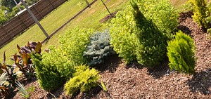 blue spruce in garden in West Seneca NY