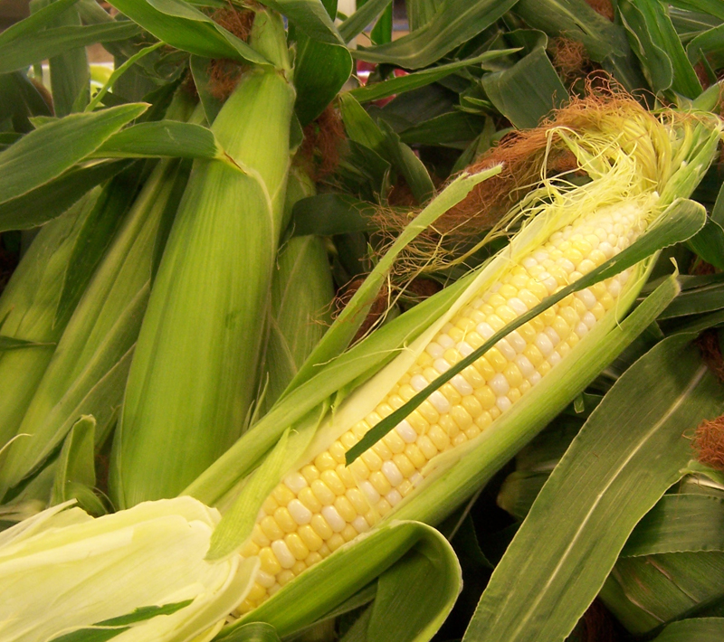corn at Goodmans in Niagara County NY
