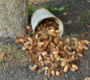 pine cones in old pail in Hamburg NY garden