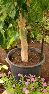 stake through ficus pot in Grand Island NY
