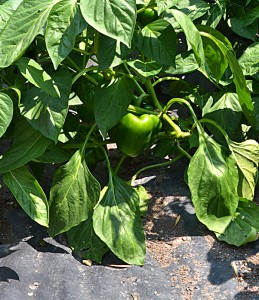 vegetables grown in black plastic in Buffalo NY