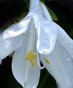white hosta flower in Amherst NY