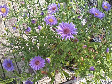 asters from Murray Bros in Orchard Park NY