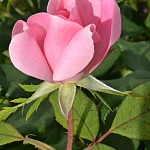 rose in garden of Helen Waterhouse in Amherst NY
