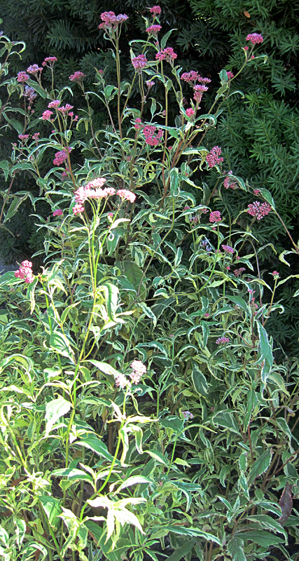 variegated Joe-Pye weed showing whole plant from Lockwood's