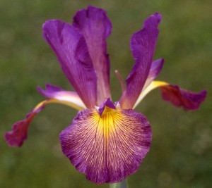 Twenty First Century spuria iris from Hedgecock