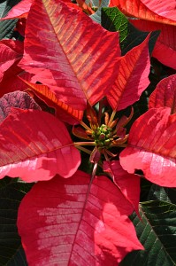 ice punch poinsettia in Amherst NY