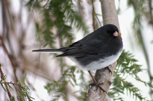 Junco by Terry LeBaron from Audubon in Jamestown