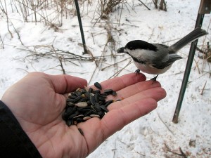 learn to attract and feed birds in Jamestown NY