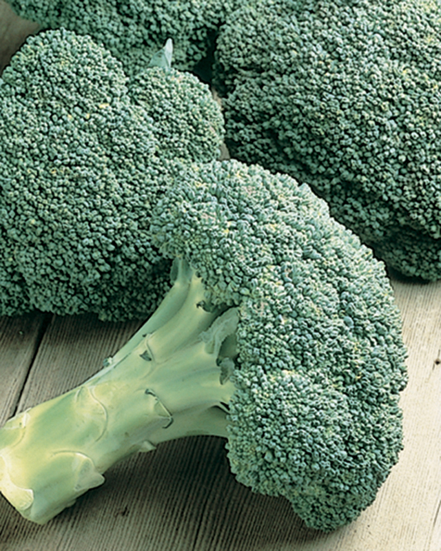 Broccoli from Burpee