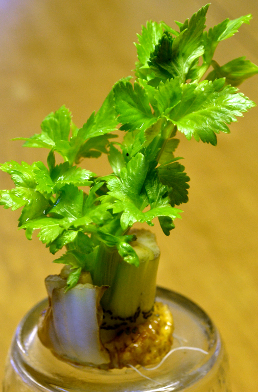 celery grown from stump in Amherst NY