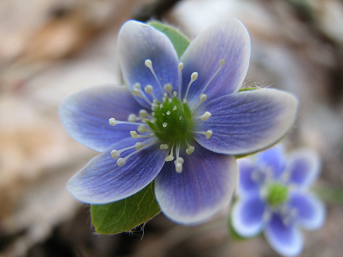 Hepatica  wildflower by Jeff Tome