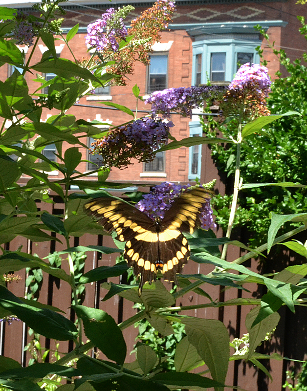 butterfly on butterfly bush on West Side of Buffalo NY