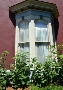 fig plants outside in Buffalo NY