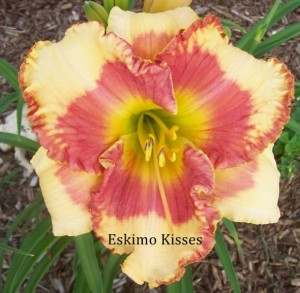 eskimo kisses daylily from grower in Orchard Park NY