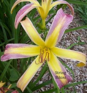 String Bikini daylily from grower in Orchard Park NY