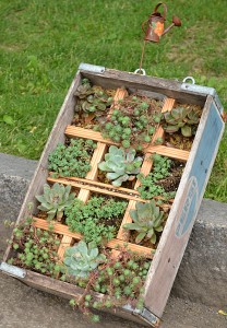 wooden soda pop crate used as container garden