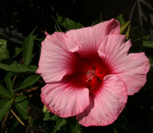 Hibiscus Lady Baltimore from Mischler's in Williamsville NY