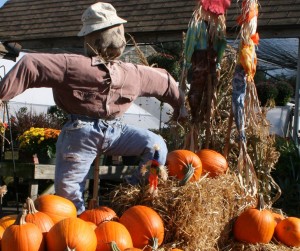 scarecrow from Mischler's Florist and Greenhouses in Williamsville NY