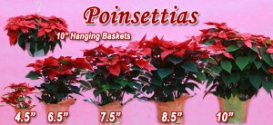 Poinsettias of different sizes at Bengert's Greenhouses in West Seneca