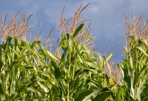 corn growing in field in Western New York