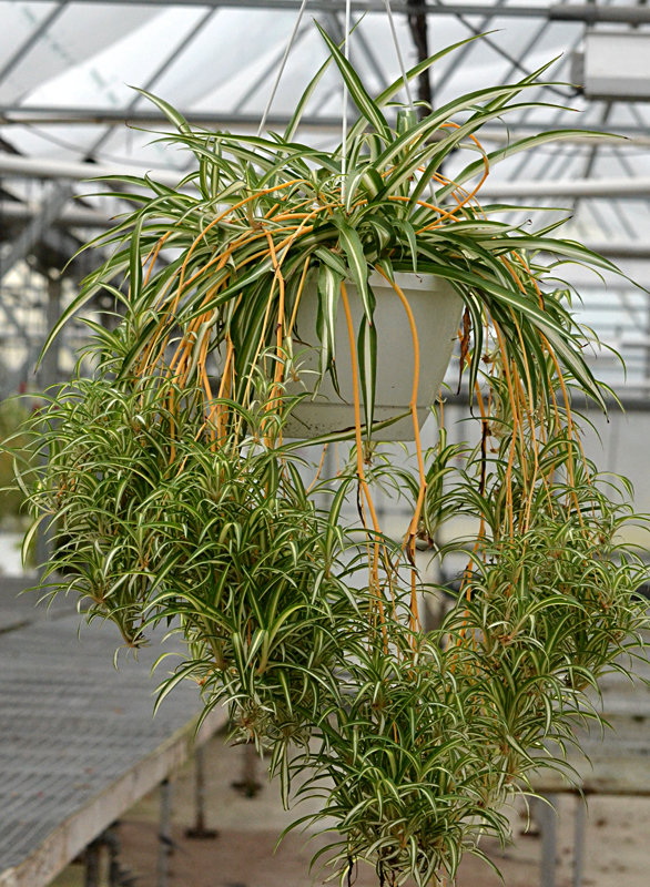 hanging spider plant at Bengert's in West Seneca NY