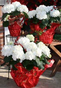 Snowball hydrangea for Christmas. Photo courtesy Mischler's Florist and Greenhouses