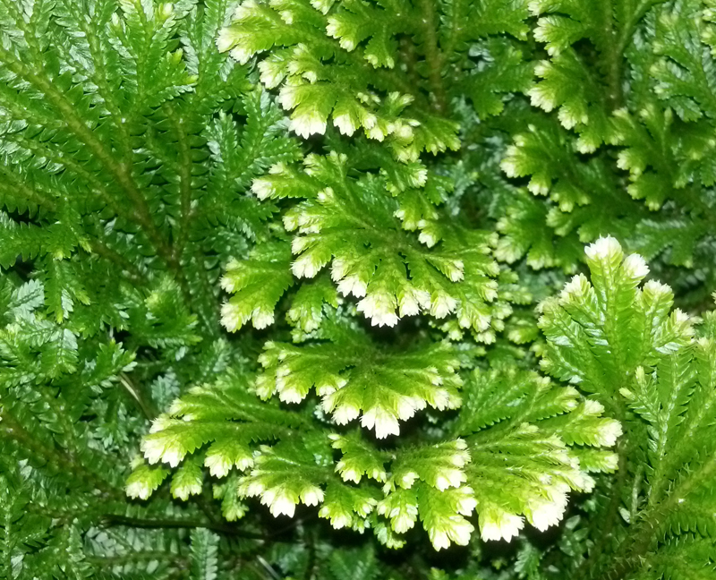 frosty fern courtesy Lockwood's Greenhouses