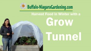 grow tunnel in Buffalo NY