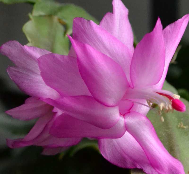 pink flower on a Christmas cactus in Buffalo NY
