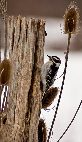 downy woodpecker in Western New York by Terry LeBaron 