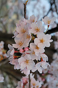 cherry blossom festival coming up in Buffalo NY