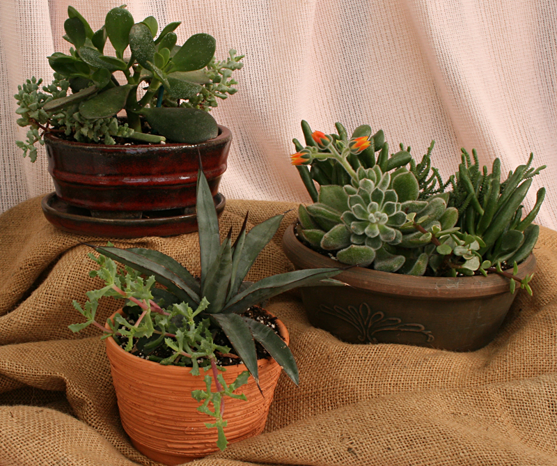 succulents in pots from Mischler's in Williamsville NY