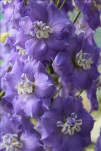 Delphinium Lilac Ladies from Botanical Gardens