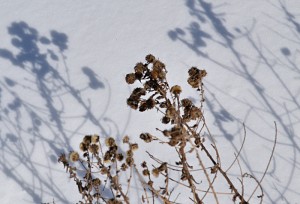 shadows from asters on snow in Amherst NY