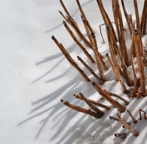 stems in snow in Amherst NY