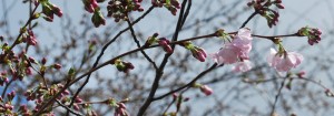 early cherry blossoms in Buffalo Japanese Garden from Paula Hinz