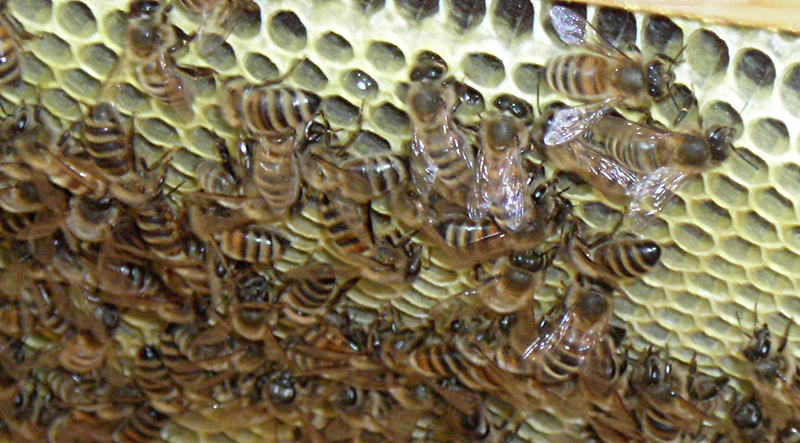 honey bees on comb