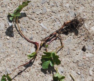 roots and stem on weed in South Buffalo