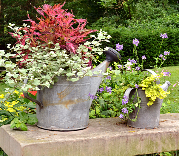 watering can planters in Lewiston 2
