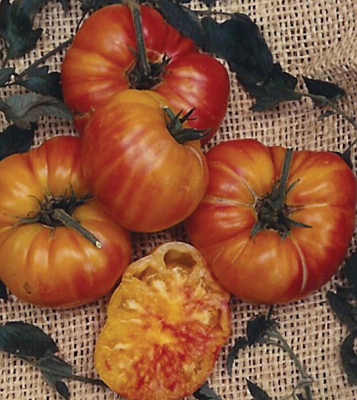 Tomato Old German courtesy Terra Organic