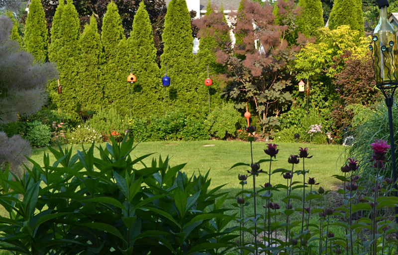 arborvitae backdrop to garden in Williamsville NY