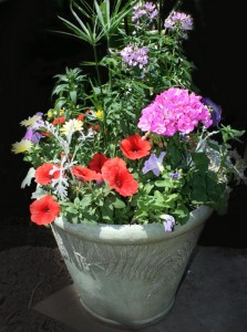 container planting from Mischler's in Williamsville NY